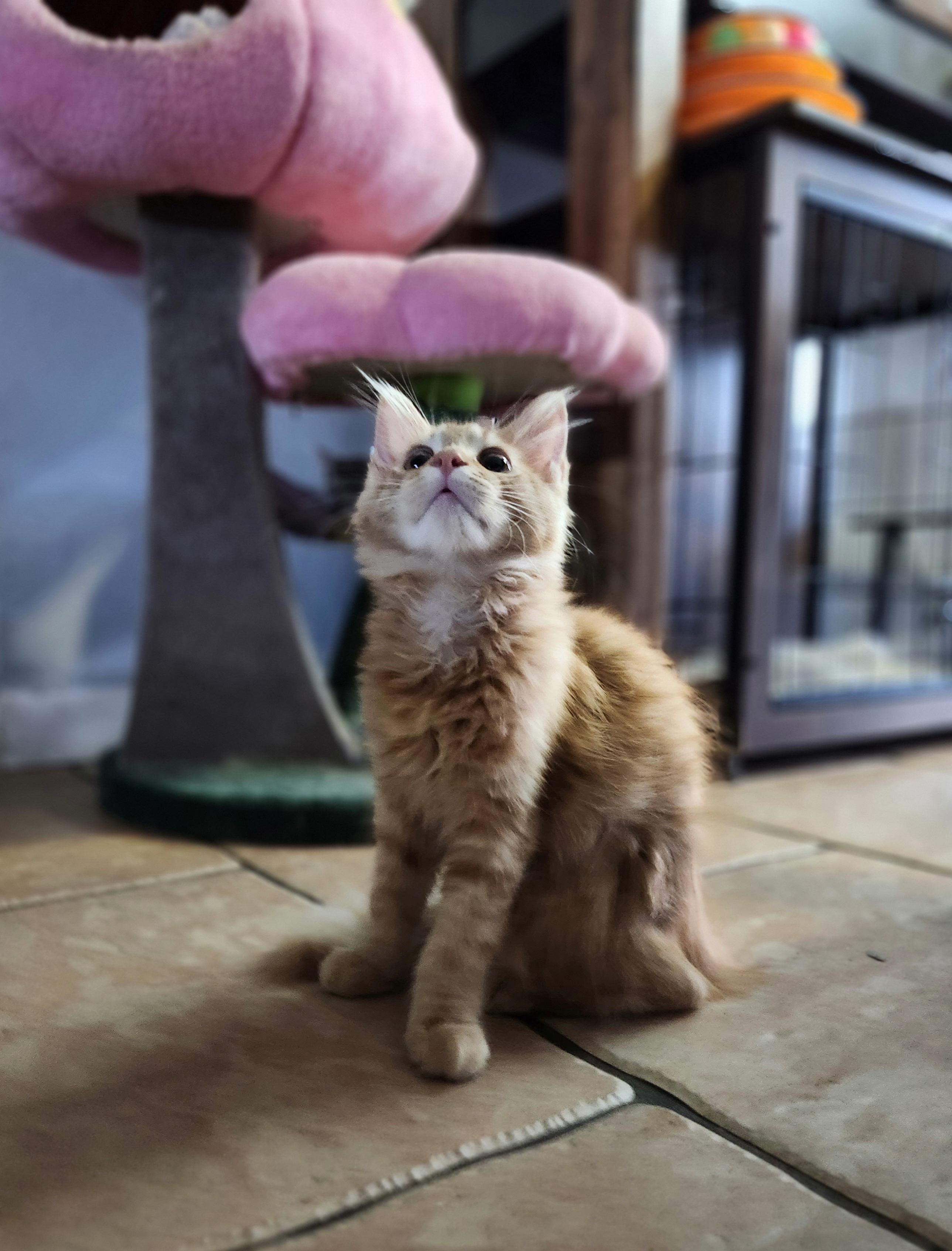 Enlarge Solune, a ADOPTABLE Domestic Long Hair in Sunrise, FL image 5/6