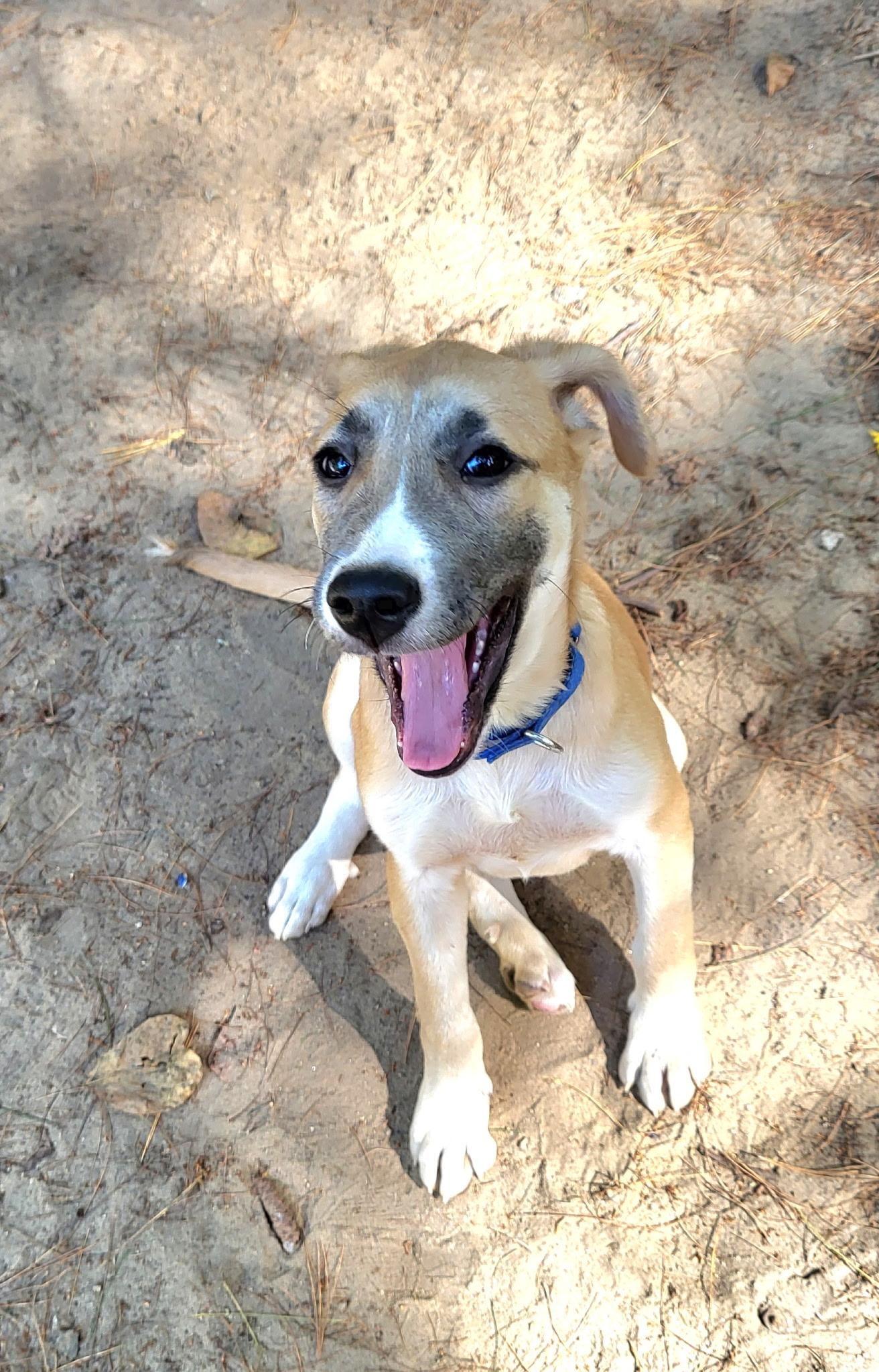 Laney (DH-fostered in New England)
