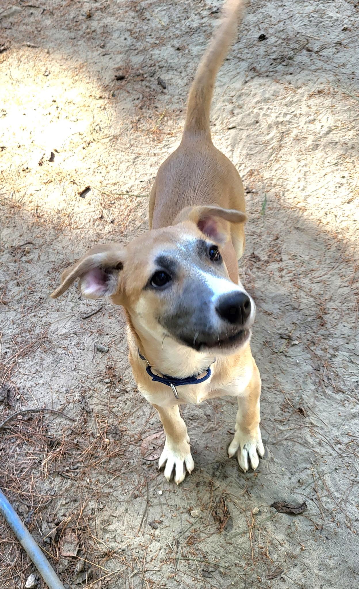 Laney (DH-fostered in New England)