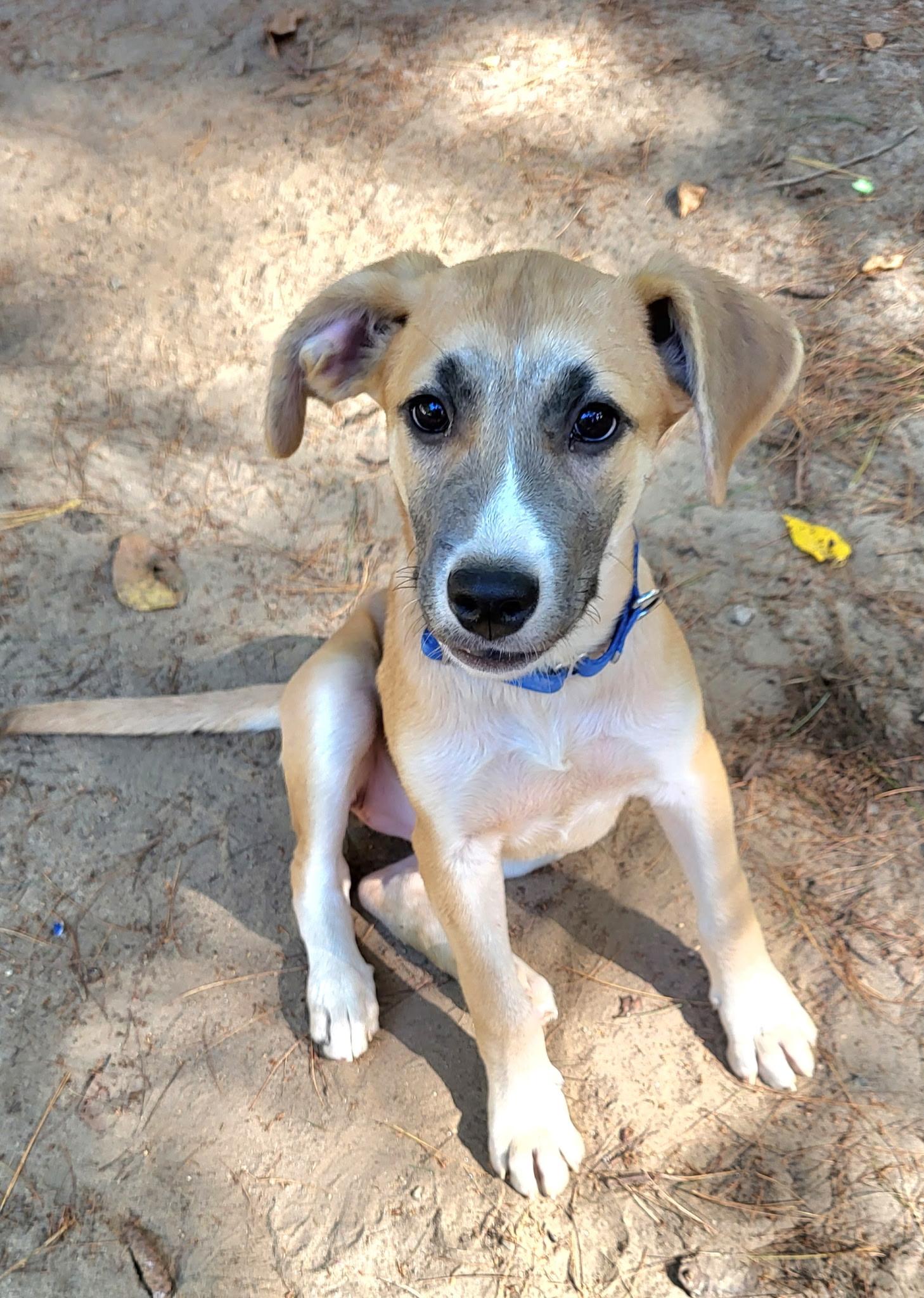 Laney (DH-fostered in New England)