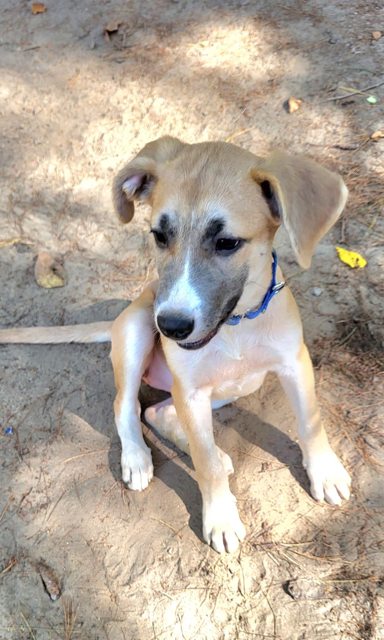 Laney (DH-fostered in New England)