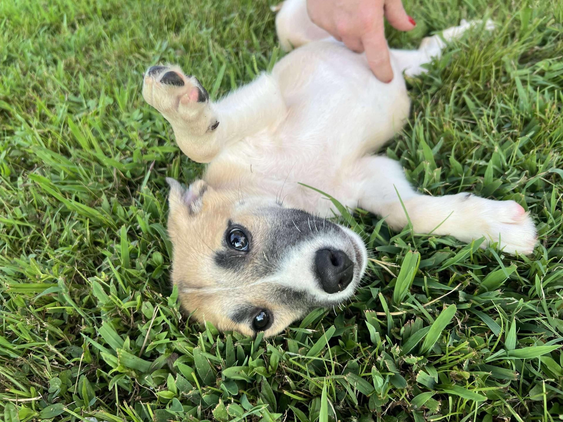 Laney (DH-fostered in New England)