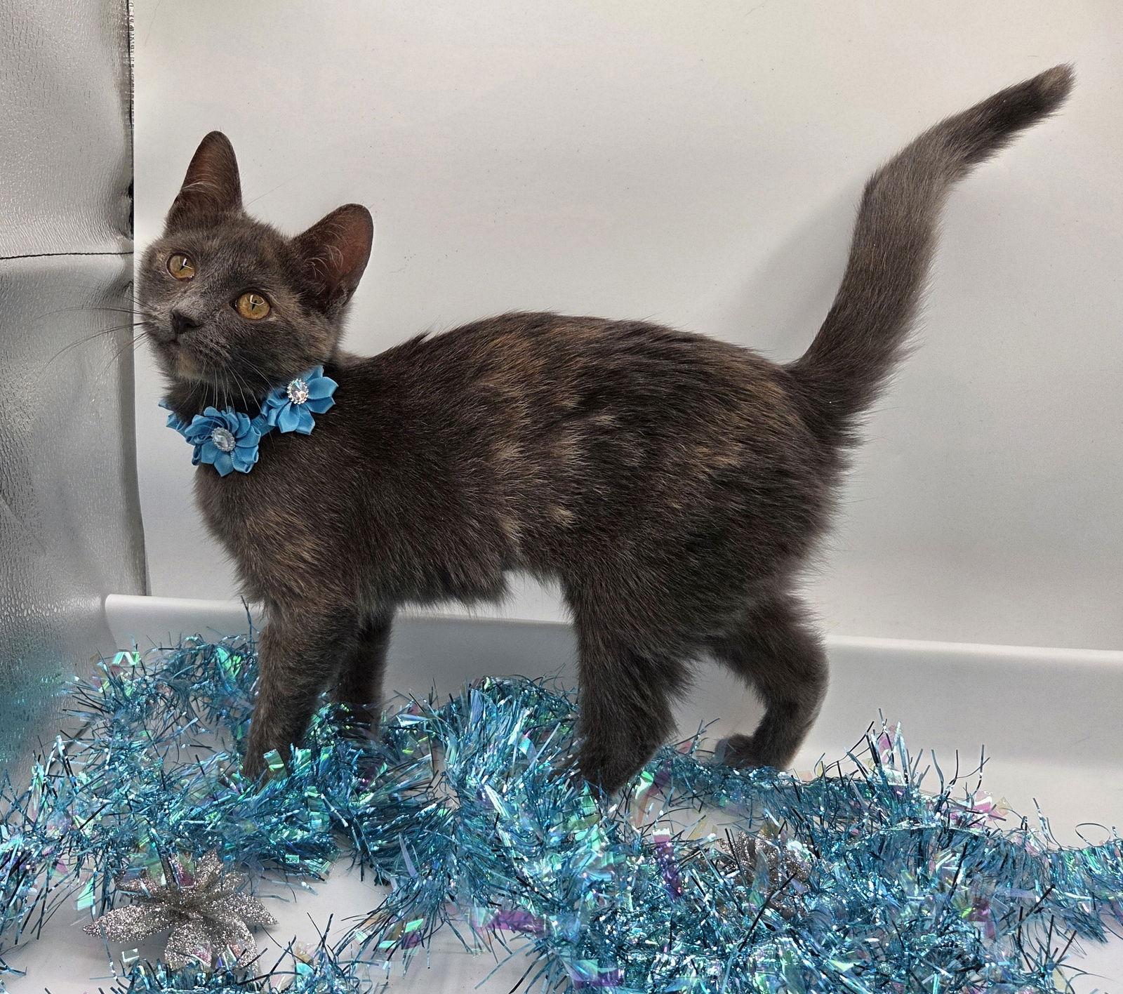 Daisey, Adopted, Kitten Female Domestic Short Hair & Dilute Tortoiseshell.