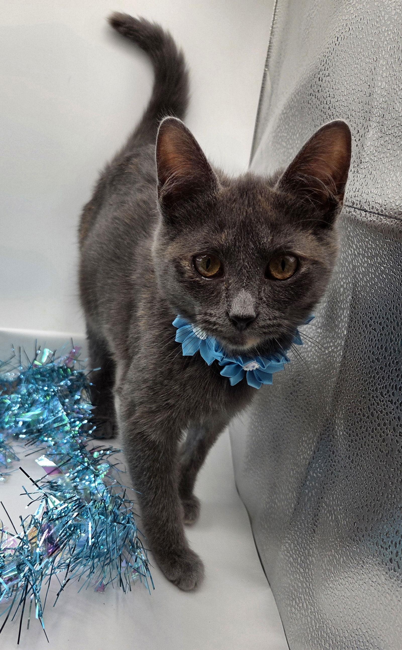 Enlarge Daisey, a Adopted mixed breed in Magnolia Springs, AL image 2/3