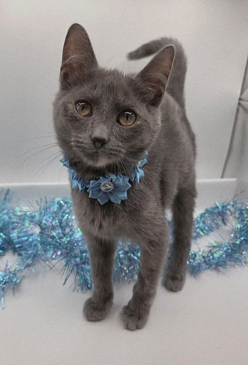 Enlarge Daisey, a Adopted mixed breed in Magnolia Springs, AL image 3/3