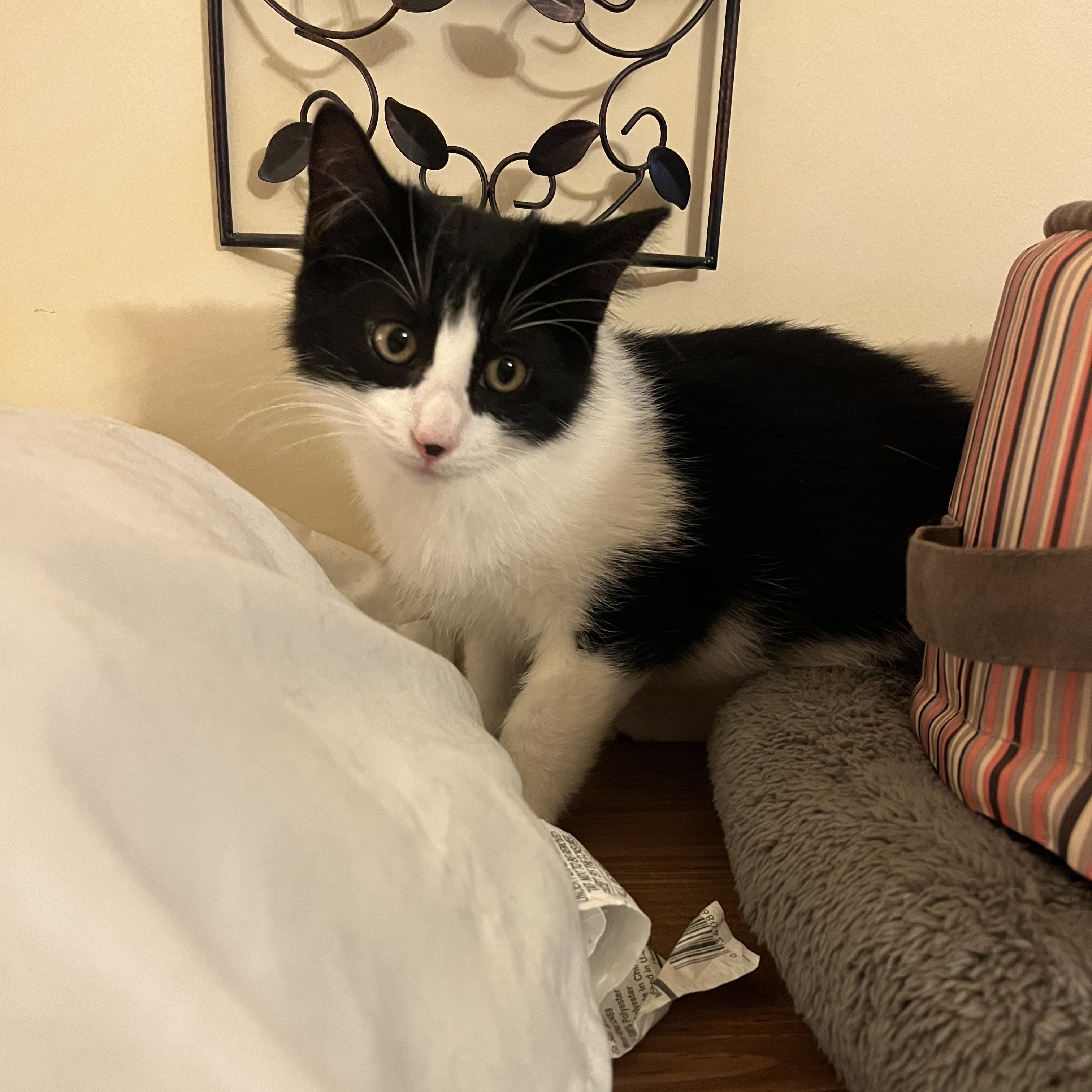 Cat for adoption Sheldon, a Domestic Medium Hair in Mineral Point, WI