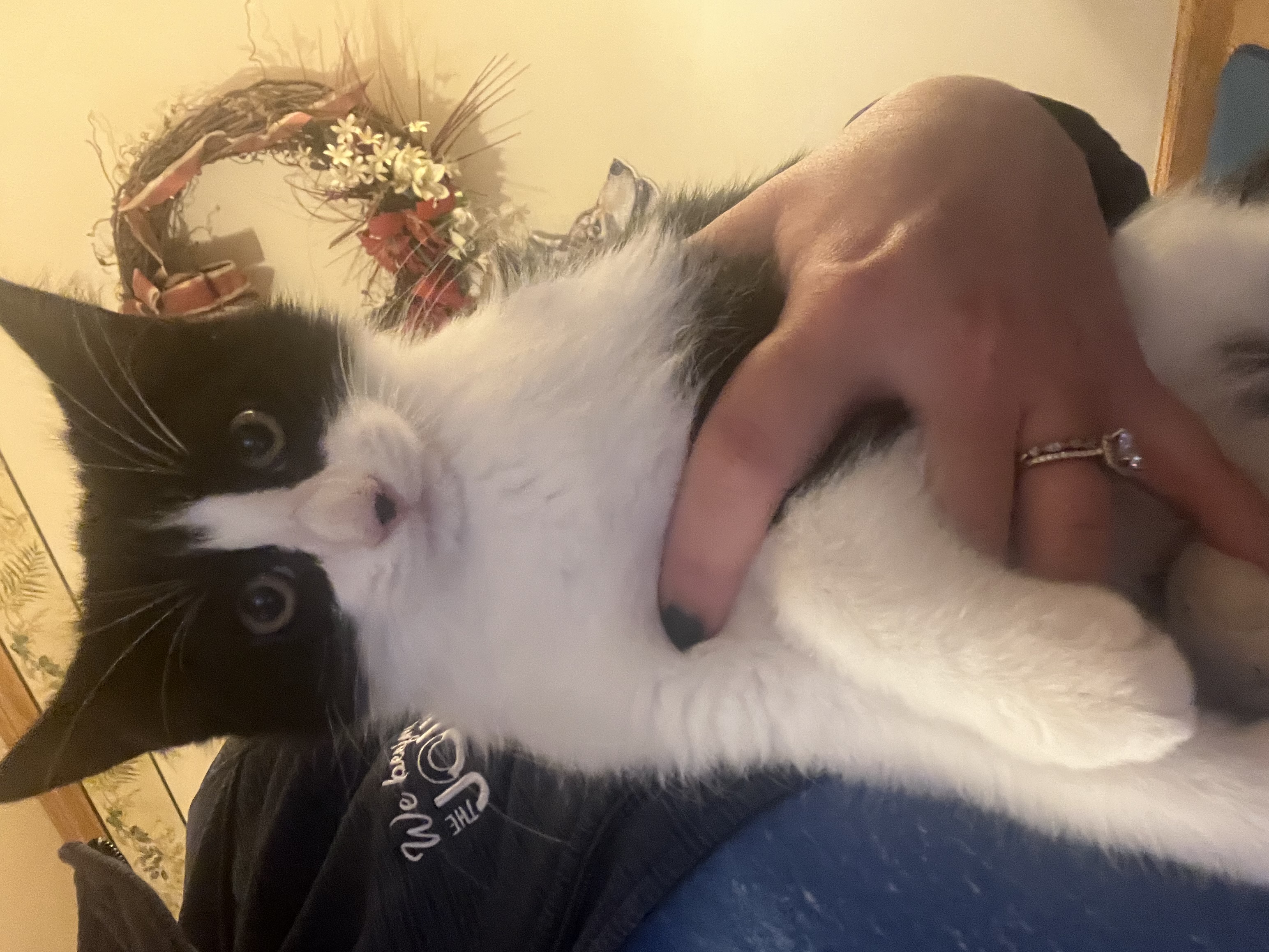 Cat for adoption Sheldon, a Domestic Medium Hair in Mineral Point, WI