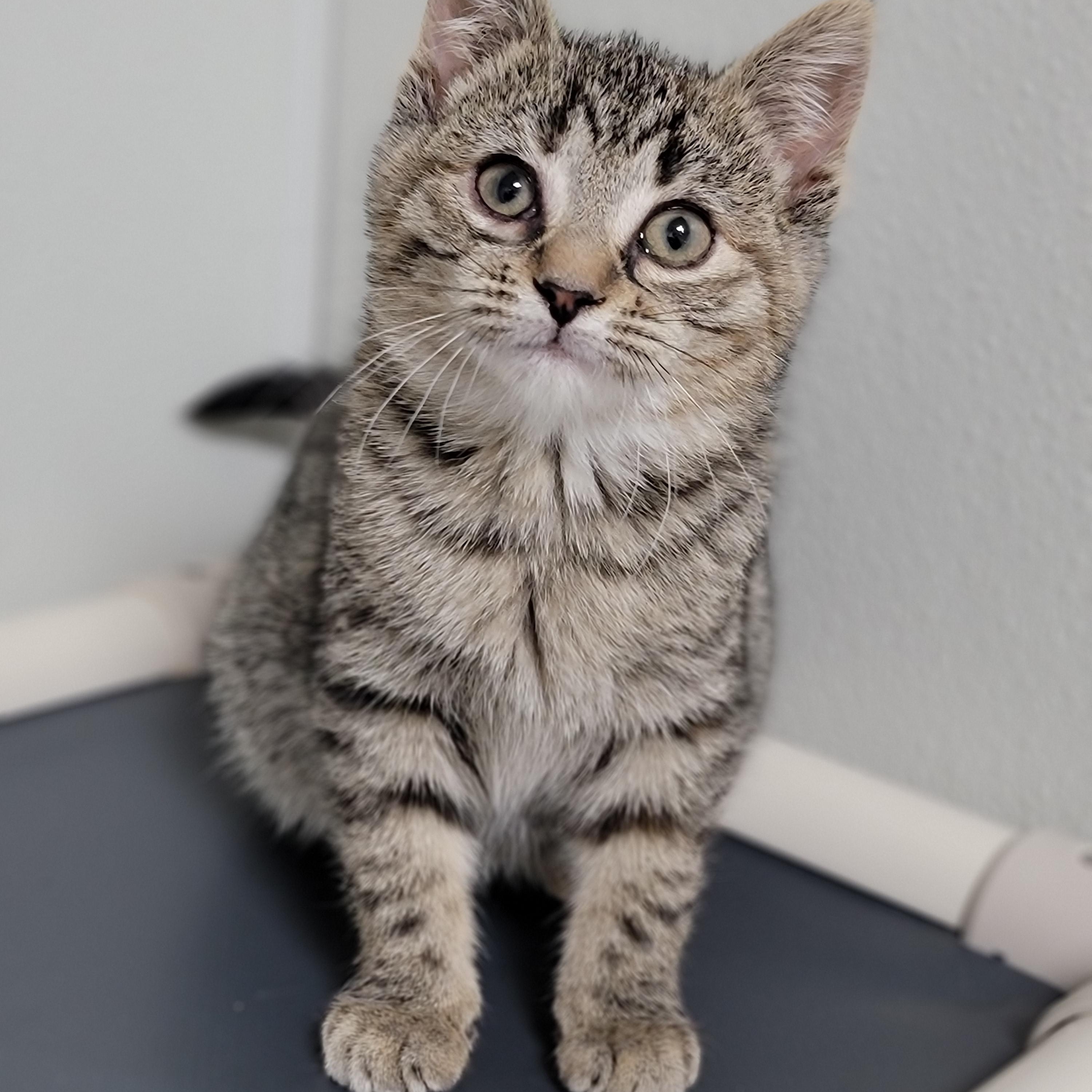 Kyra, adopted, Kitten Female Domestic Short Hair.