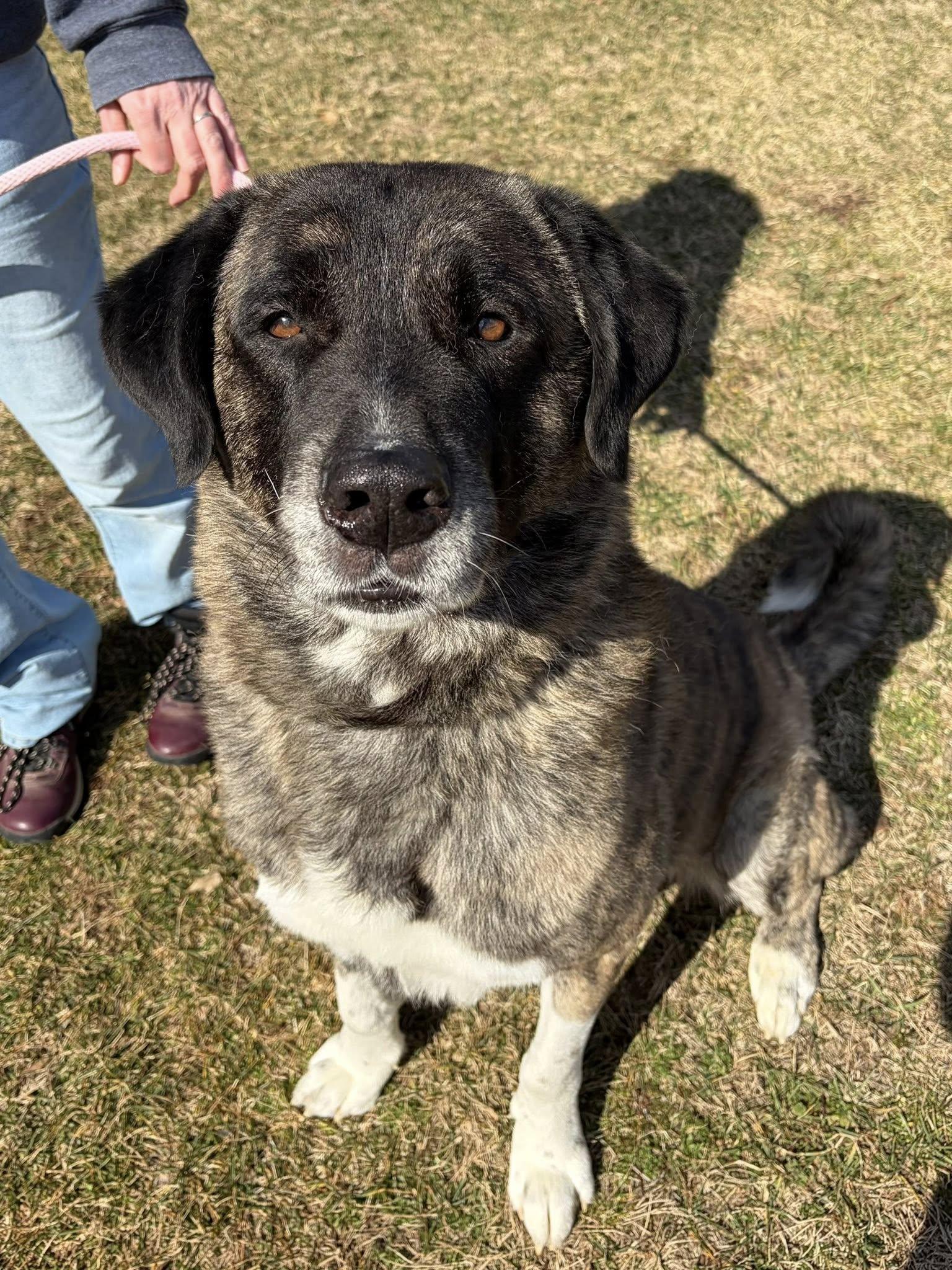 Gunner , ADOPTABLE, Senior Male Anatolian Shepherd.