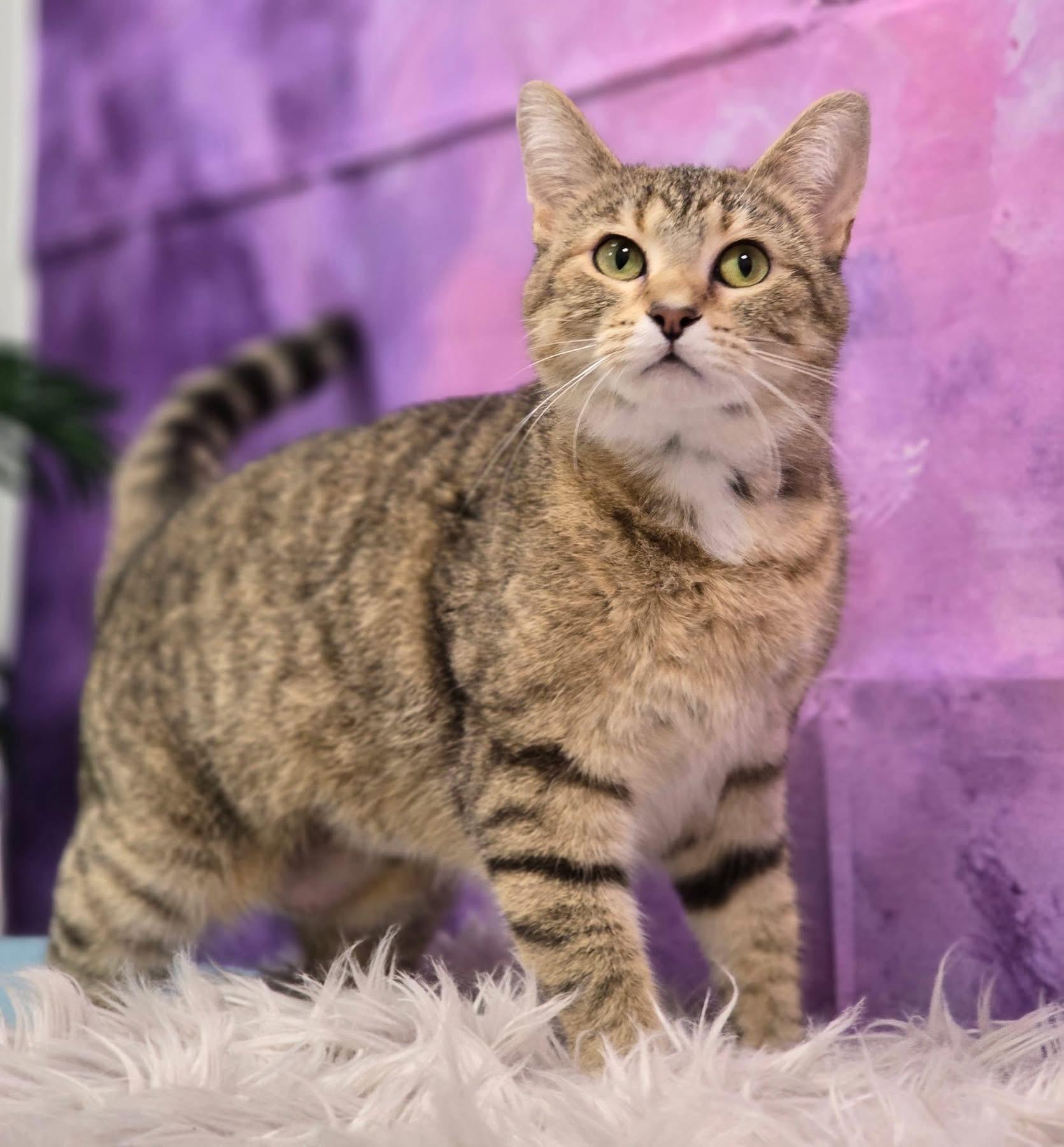 Enlarge Dewdrop, a ADOPTABLE Domestic Short Hair in Effingham, IL image 2/2
