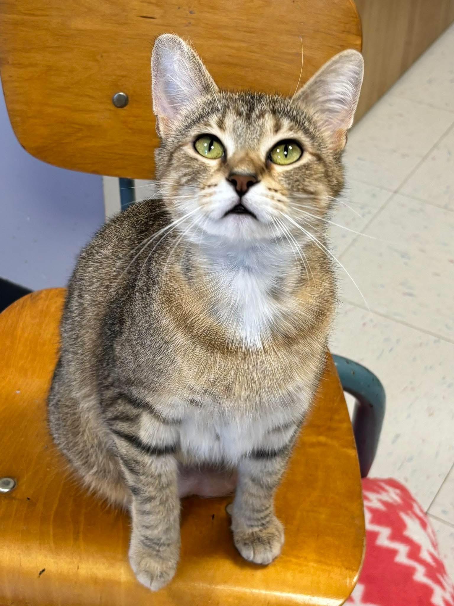 Enlarge Dewdrop, a ADOPTABLE Domestic Short Hair in Effingham, IL image 1/2