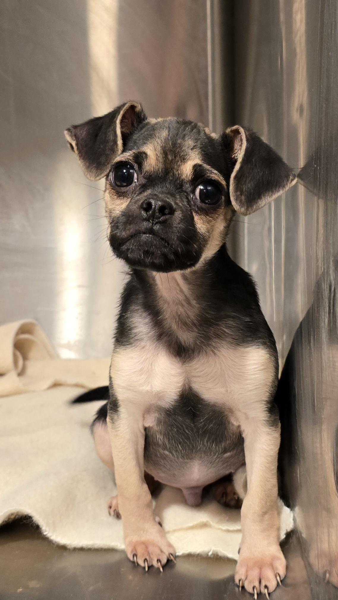 Zane, Adoptable, Puppy Male Chihuahua & Pug.