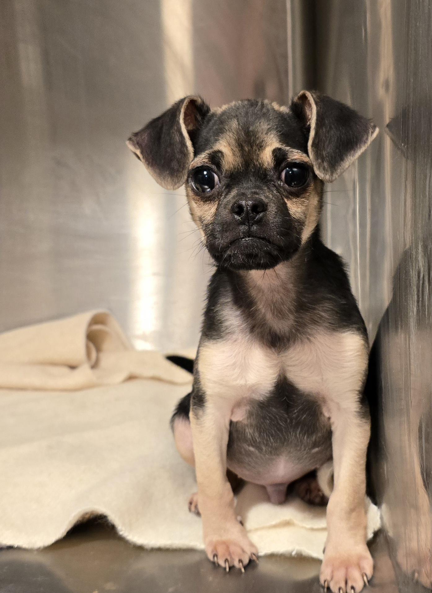 Enlarge Zane, a Adoptable mixed breed in Decatur, IN image 2/4