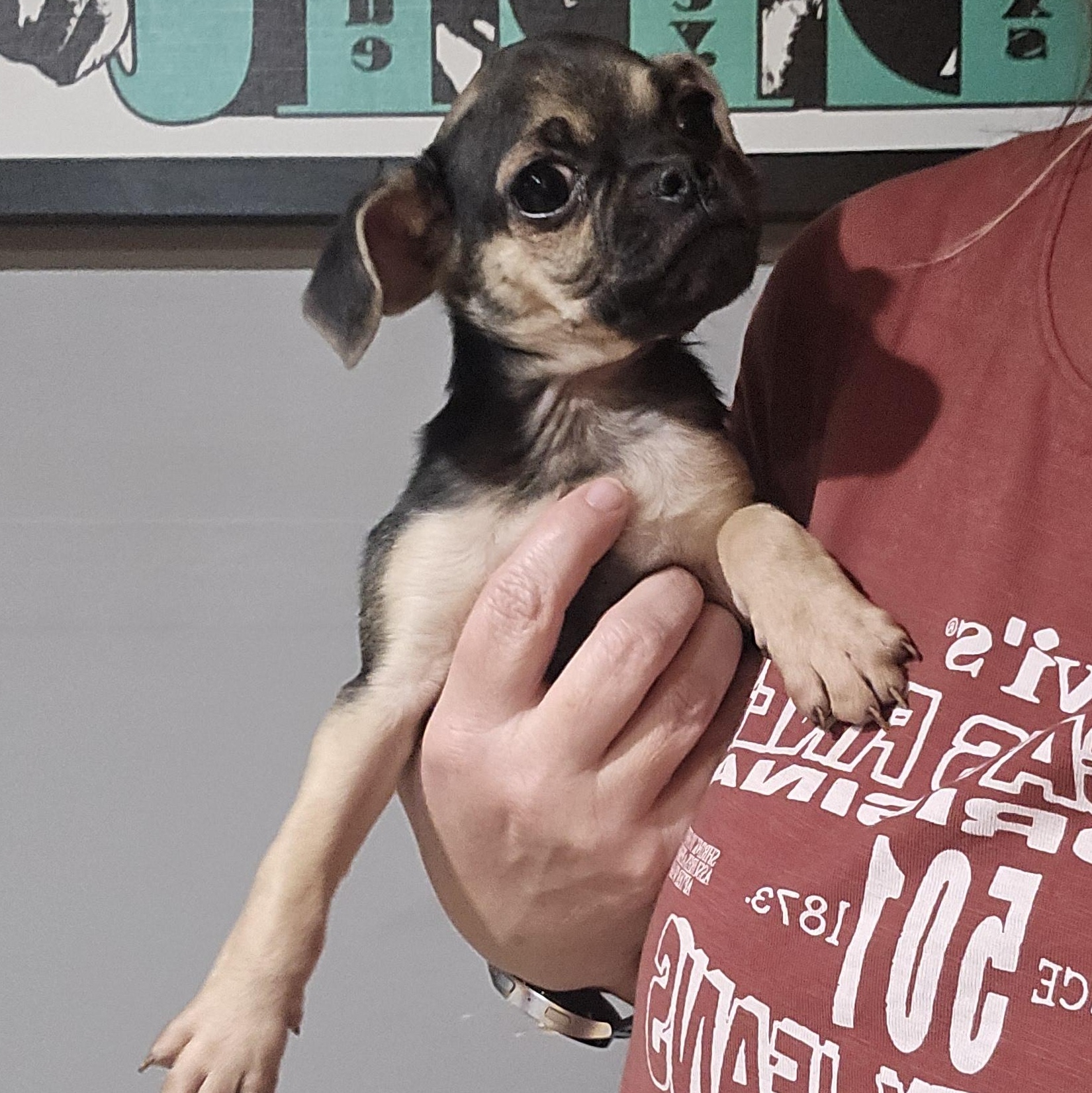 Enlarge Zane, a Adoptable mixed breed in Decatur, IN image 3/4