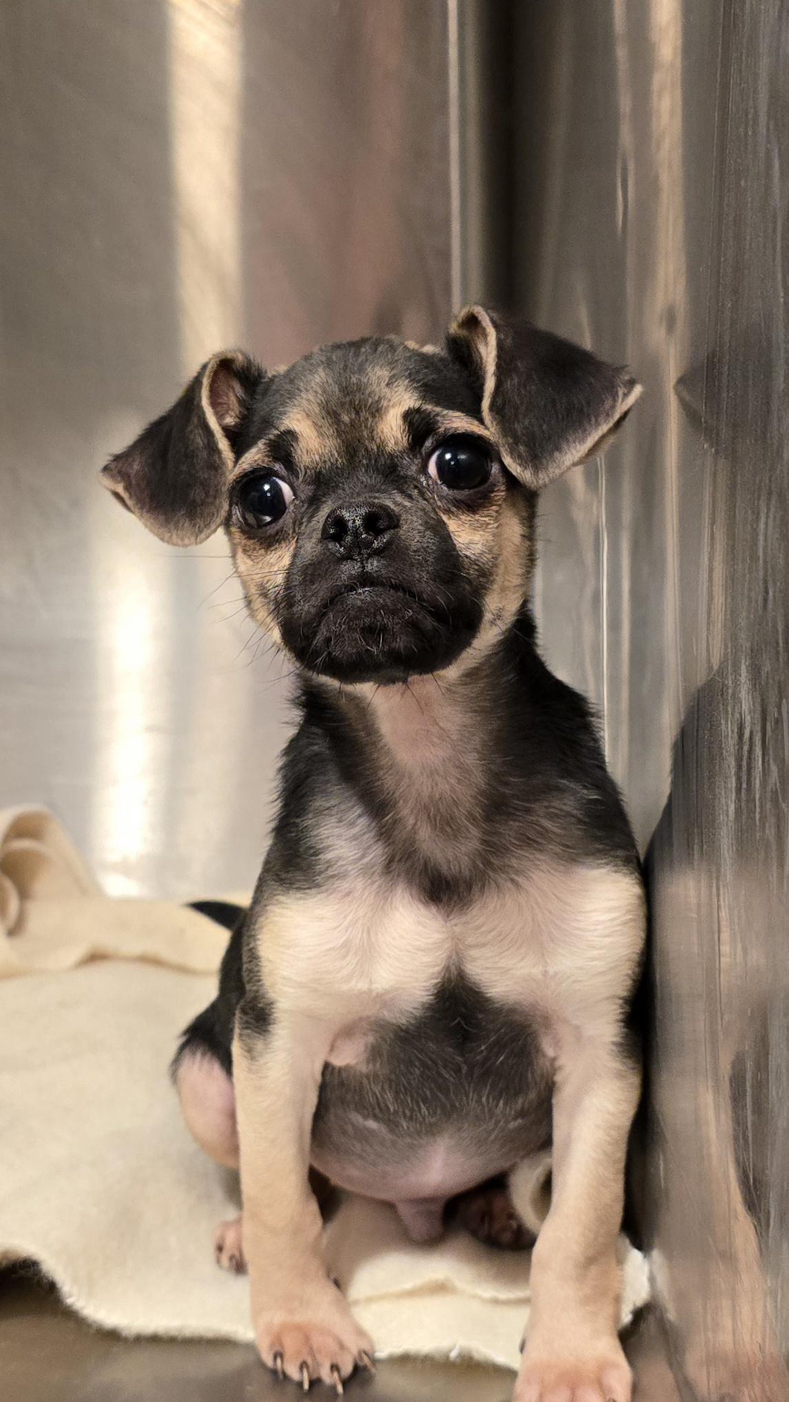 Enlarge Zane, a Adoptable mixed breed in Decatur, IN image 4/4