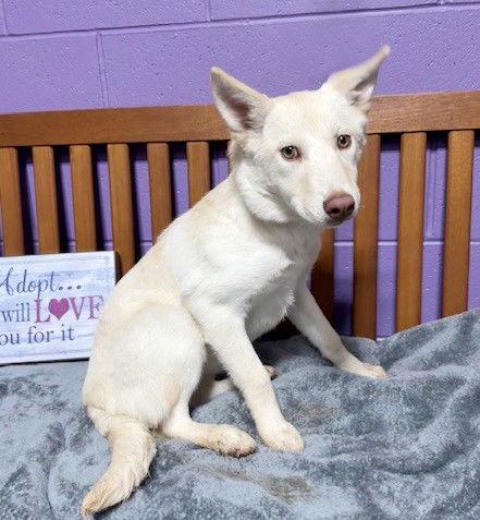 **AUDREY**, Adoptable, Young Female Shepherd & Cattle Dog.