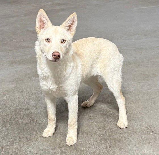 Enlarge **AUDREY**, a Adoptable mixed breed in North Prairie, WI image 2/3