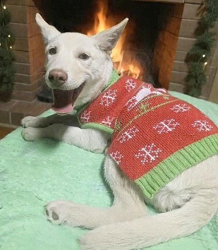 Enlarge **AUDREY**, a Adoptable mixed breed in North Prairie, WI image 3/3