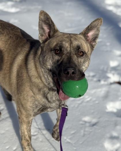 Jack, Adoptable, Adult Male Mixed Breed.