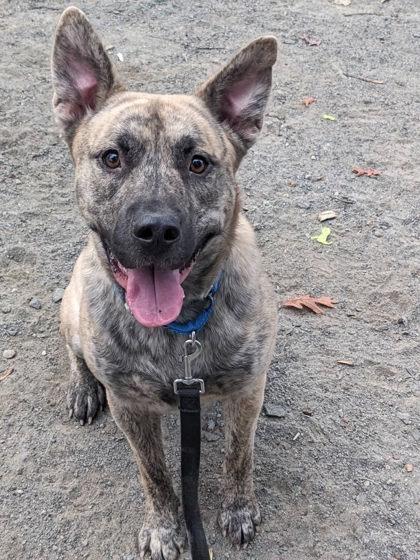 Enlarge Jack, a Adoptable Mixed Breed in Fairfax, VA image 1/3