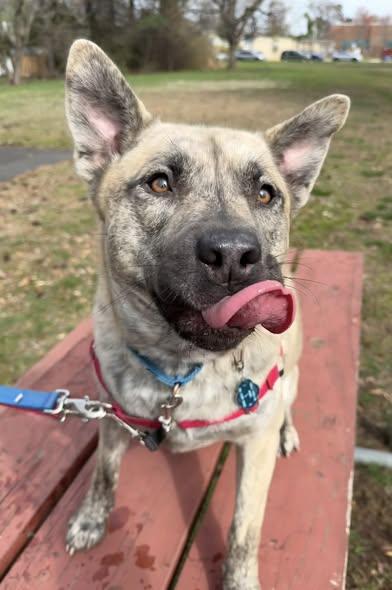 Enlarge Jack, a Adoptable Mixed Breed in Fairfax, VA image 1/3