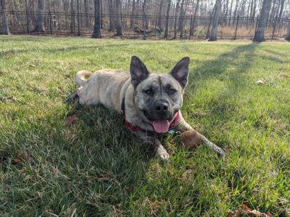 Enlarge Jack, a Adoptable Mixed Breed in Fairfax, VA image 2/3