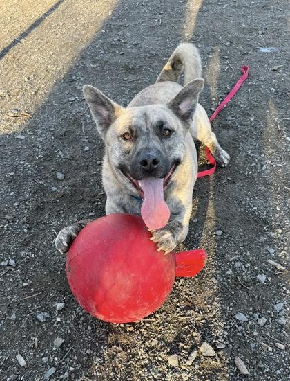 Enlarge Jack, a Adoptable Mixed Breed in Fairfax, VA image 3/3