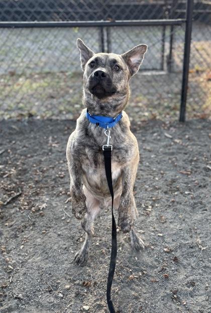 Enlarge Jack, a Adoptable Mixed Breed in Fairfax, VA image 3/3
