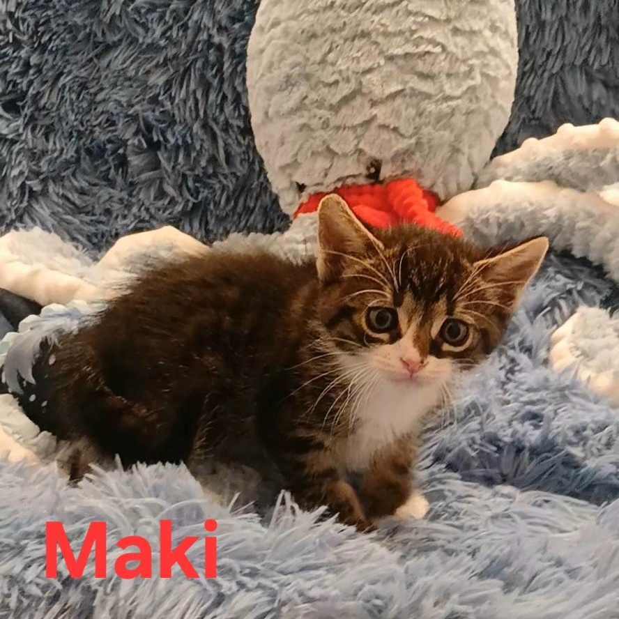 Maki, Adopted, Kitten Male Tabby.