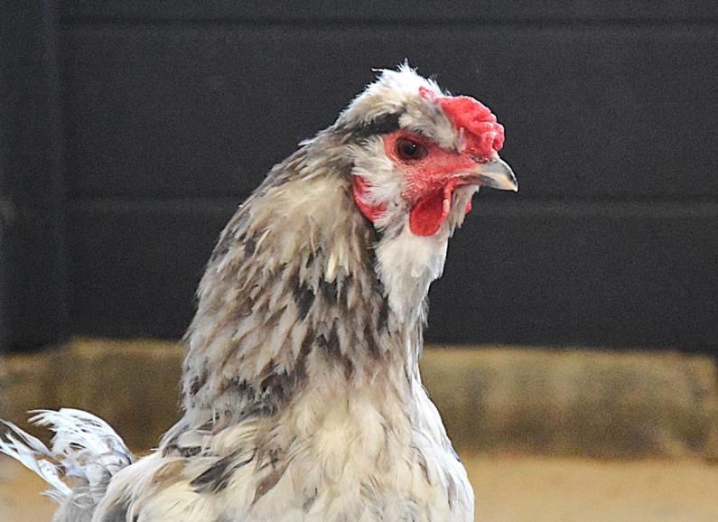 Enlarge MARILYN, a Adoptable Chicken in Loveland, CO image 1/1