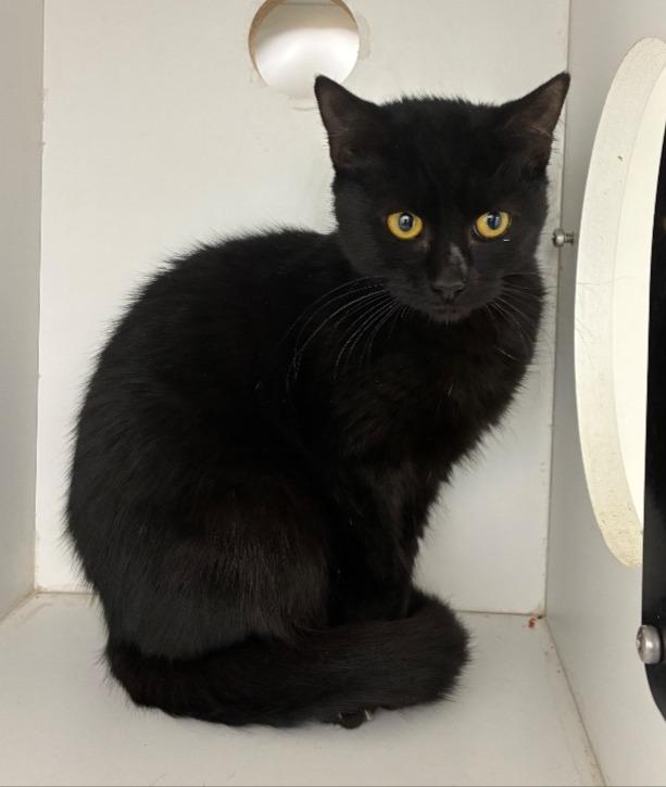 Sara, Adoptable, Young Female Domestic Short Hair.