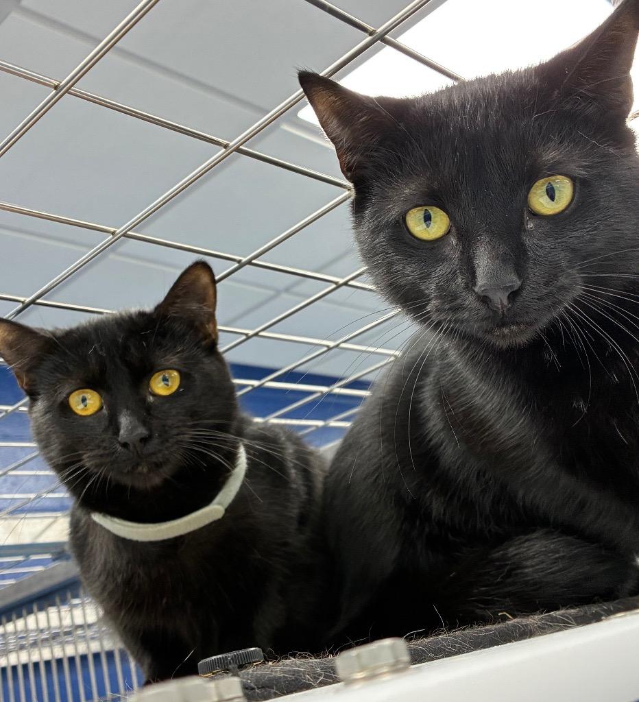 Enlarge Sara, a Adoptable mixed breed in Hartsville, SC image 2/5