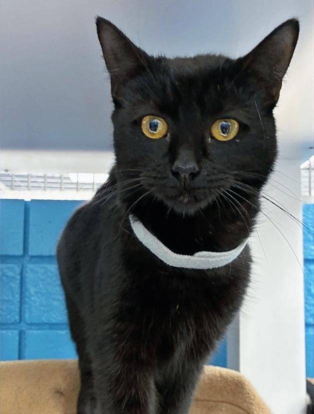 Enlarge Sara, a Adoptable mixed breed in Hartsville, SC image 3/5