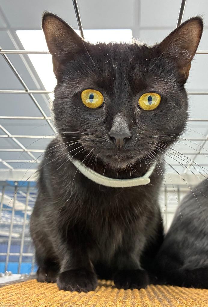 Enlarge Sara, a Adoptable mixed breed in Hartsville, SC image 4/5