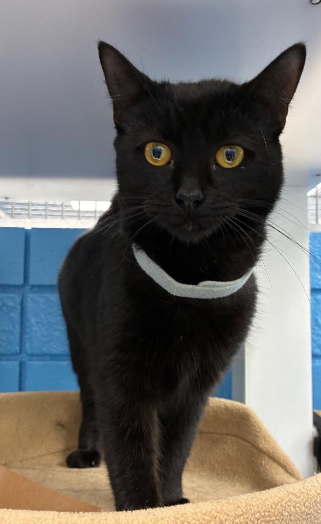 Enlarge Sara, a Adoptable mixed breed in Hartsville, SC image 5/5