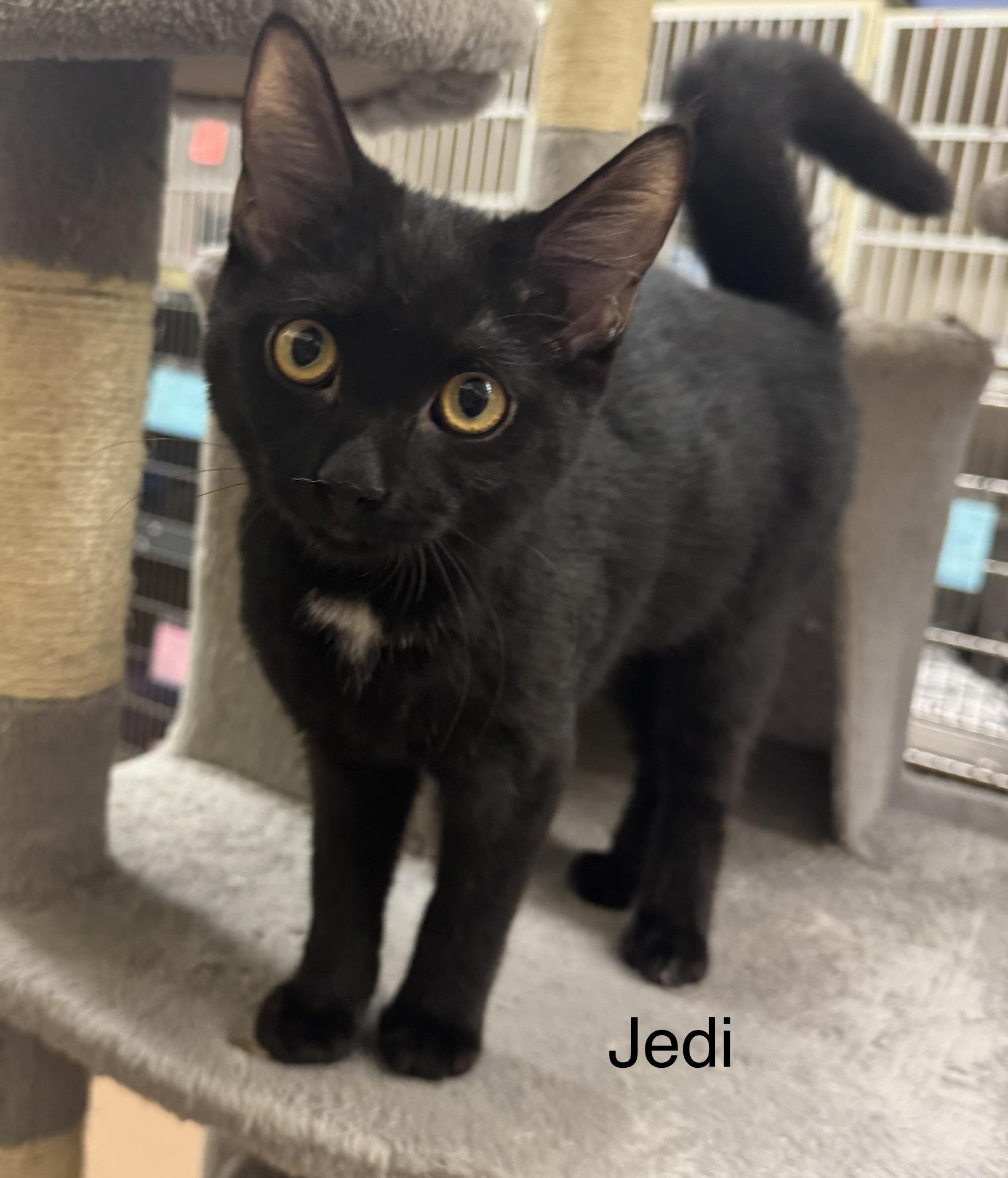 Jedi, Adopted, Adult Male Domestic Short Hair.