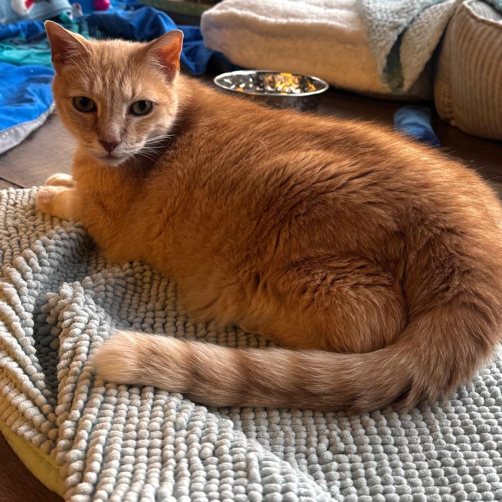 Scarletto, Adoptable, Senior Male Domestic Short Hair & Domestic Short Hair.
