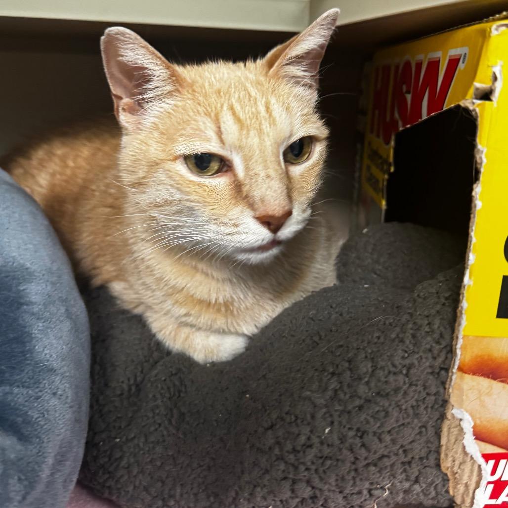 Enlarge Scarletto, a Adoptable mixed breed in Wheeling, IL image 2/6