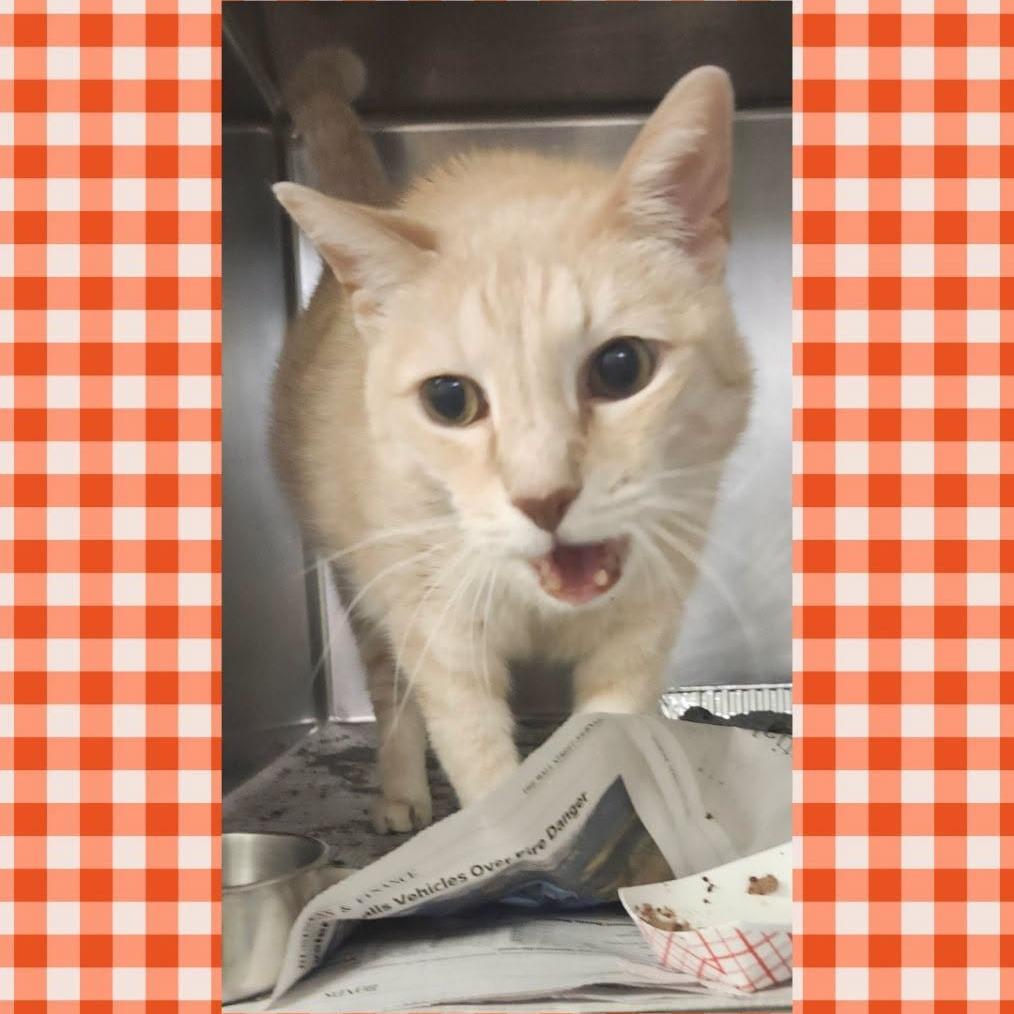 Enlarge Scarletto, a Adoptable mixed breed in Wheeling, IL image 3/6