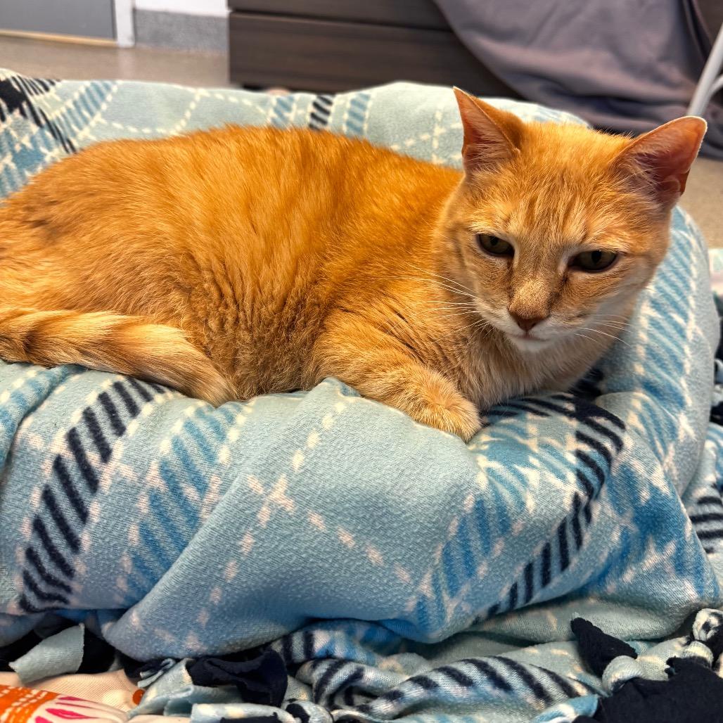 Enlarge Scarletto, a Adoptable mixed breed in Wheeling, IL image 4/6