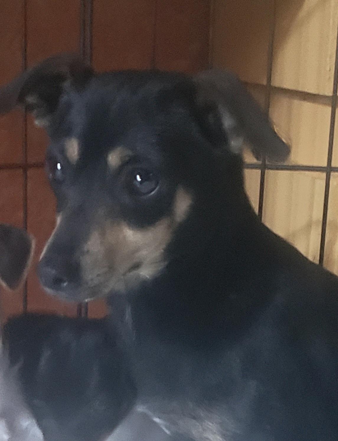 Piper