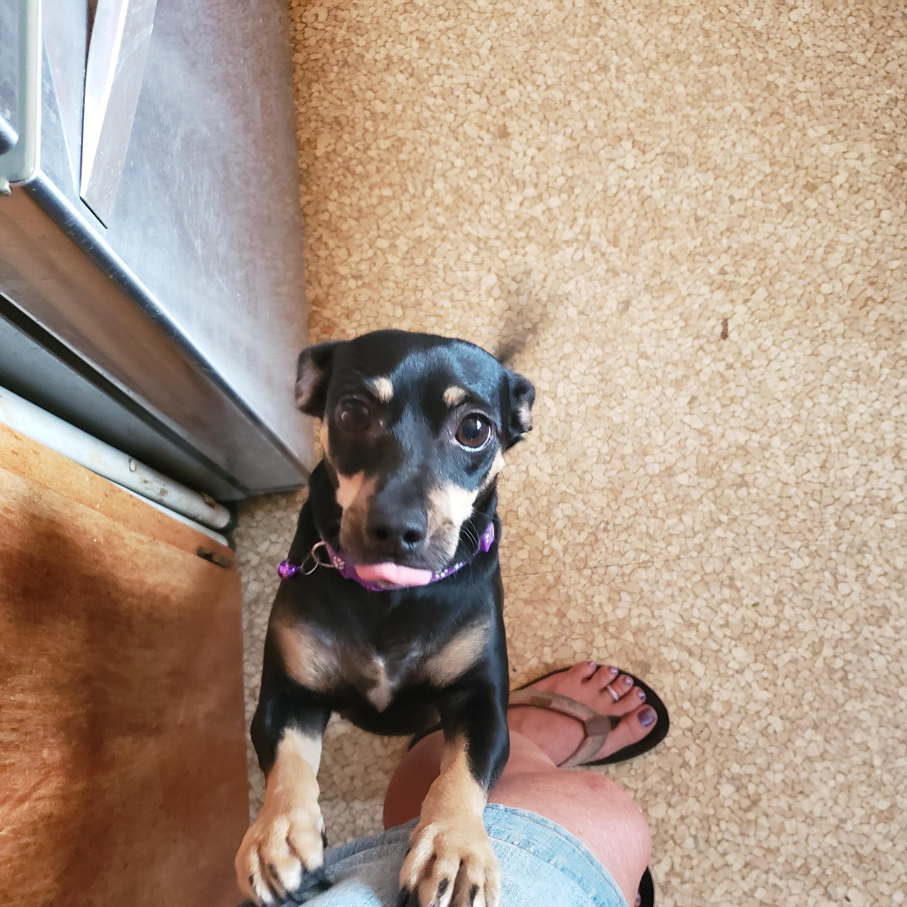 Piper