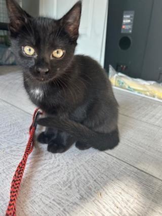Enlarge Neil, a Adoptable Domestic Short Hair in Yardley, PA image 1/1
