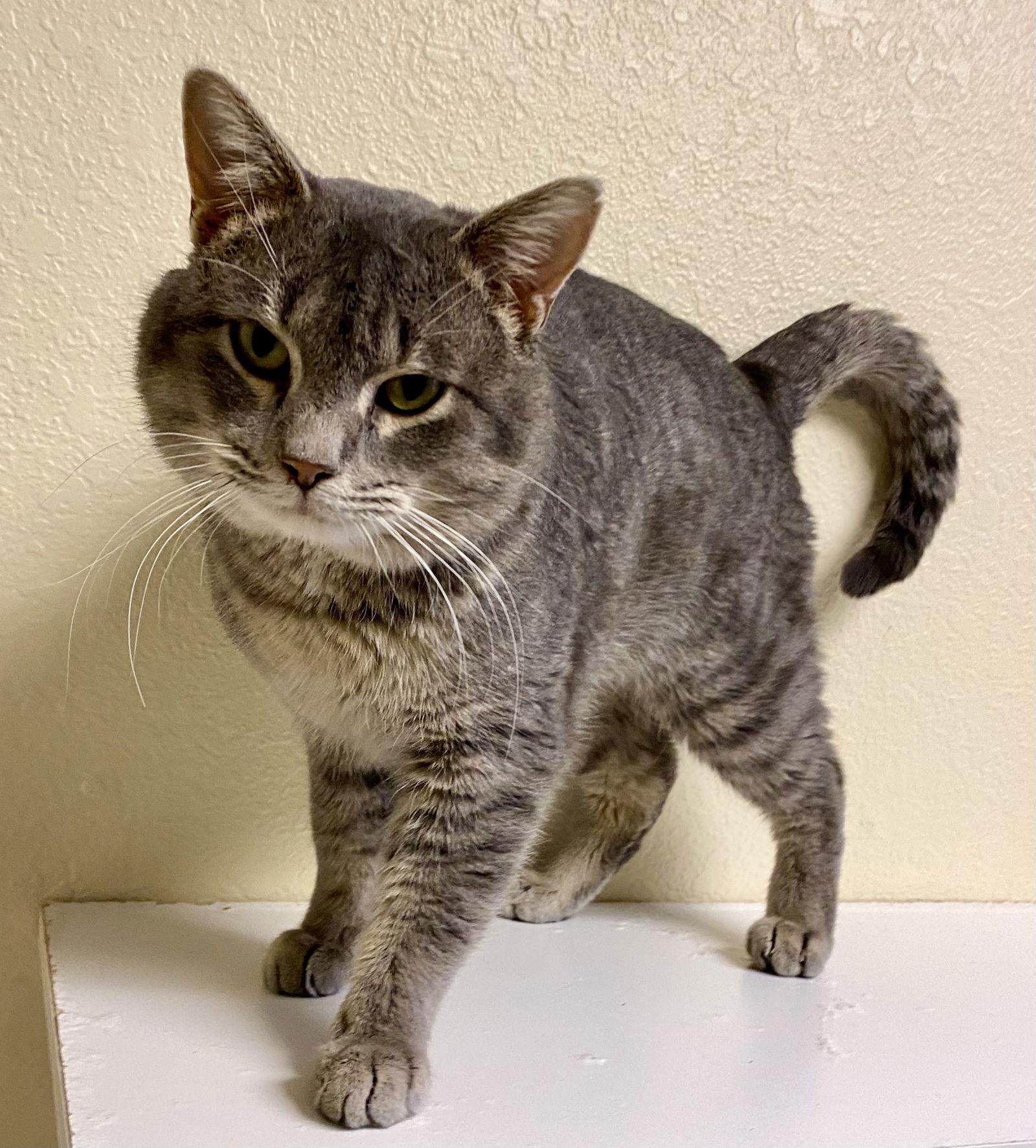 Enlarge Roddy, a Adopted mixed breed in Fargo, ND image 1/2