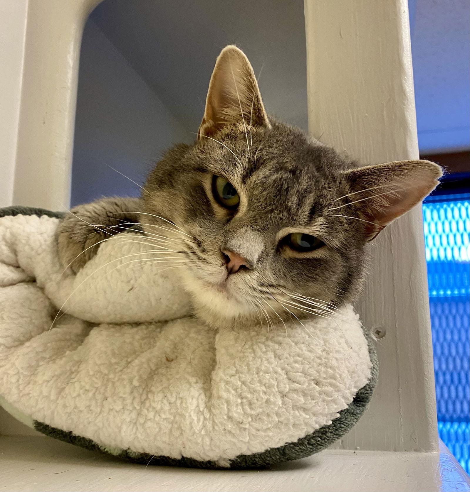 Enlarge Roddy, a Adopted mixed breed in Fargo, ND image 2/2