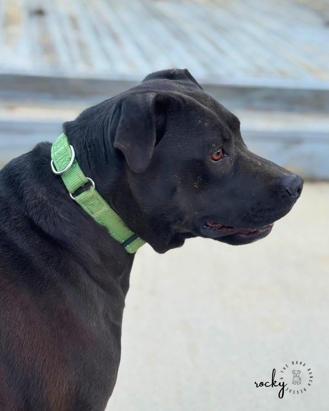 Enlarge Roxie, a Adoptable mixed breed in RUFFIN, NC image 2/2