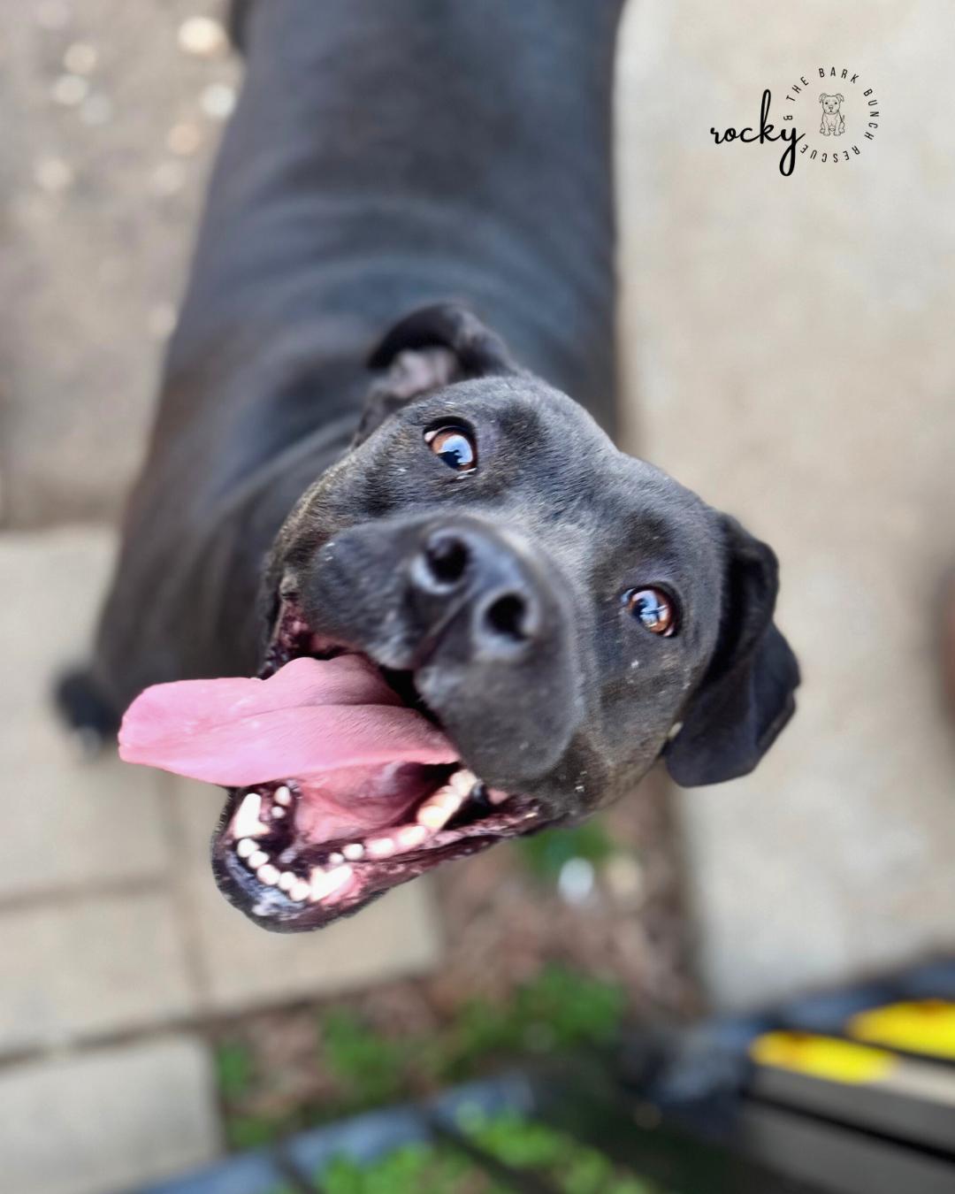 Roxie, Adoptable, Adult Female Pit Bull Terrier & Black Labrador Retriever.