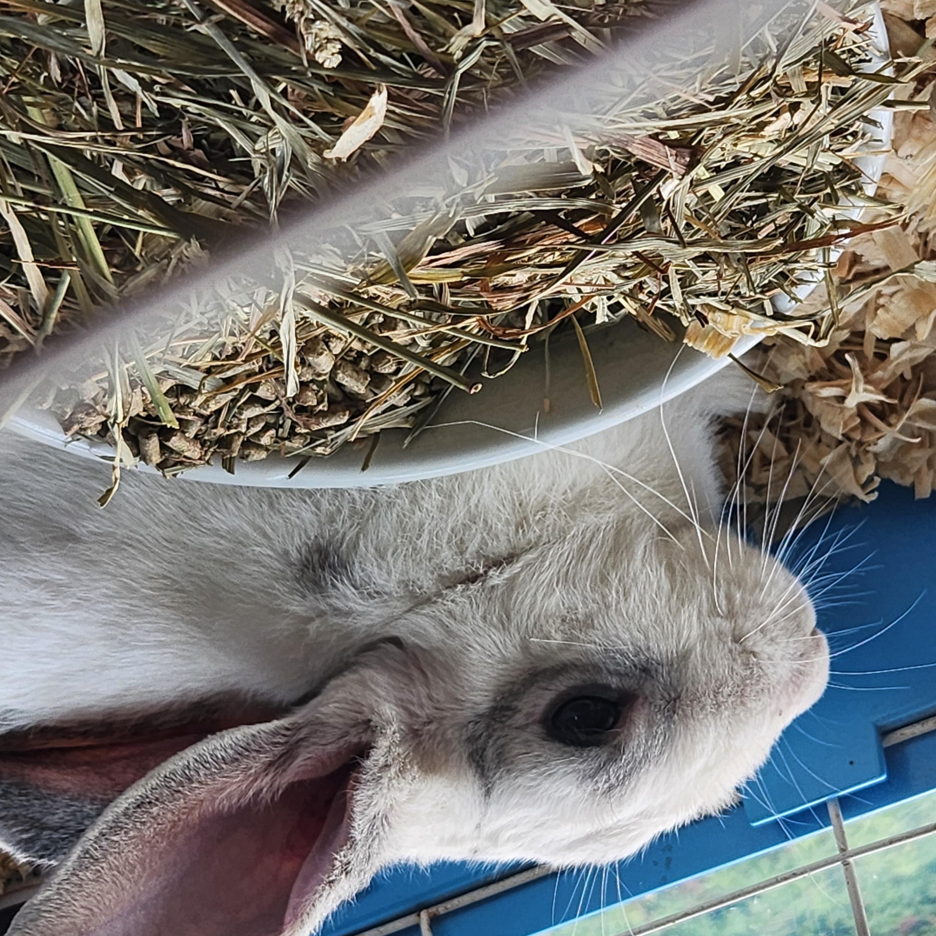 Enlarge Ranger, a Adoptable mixed breed in Wantage, NJ image 4/4