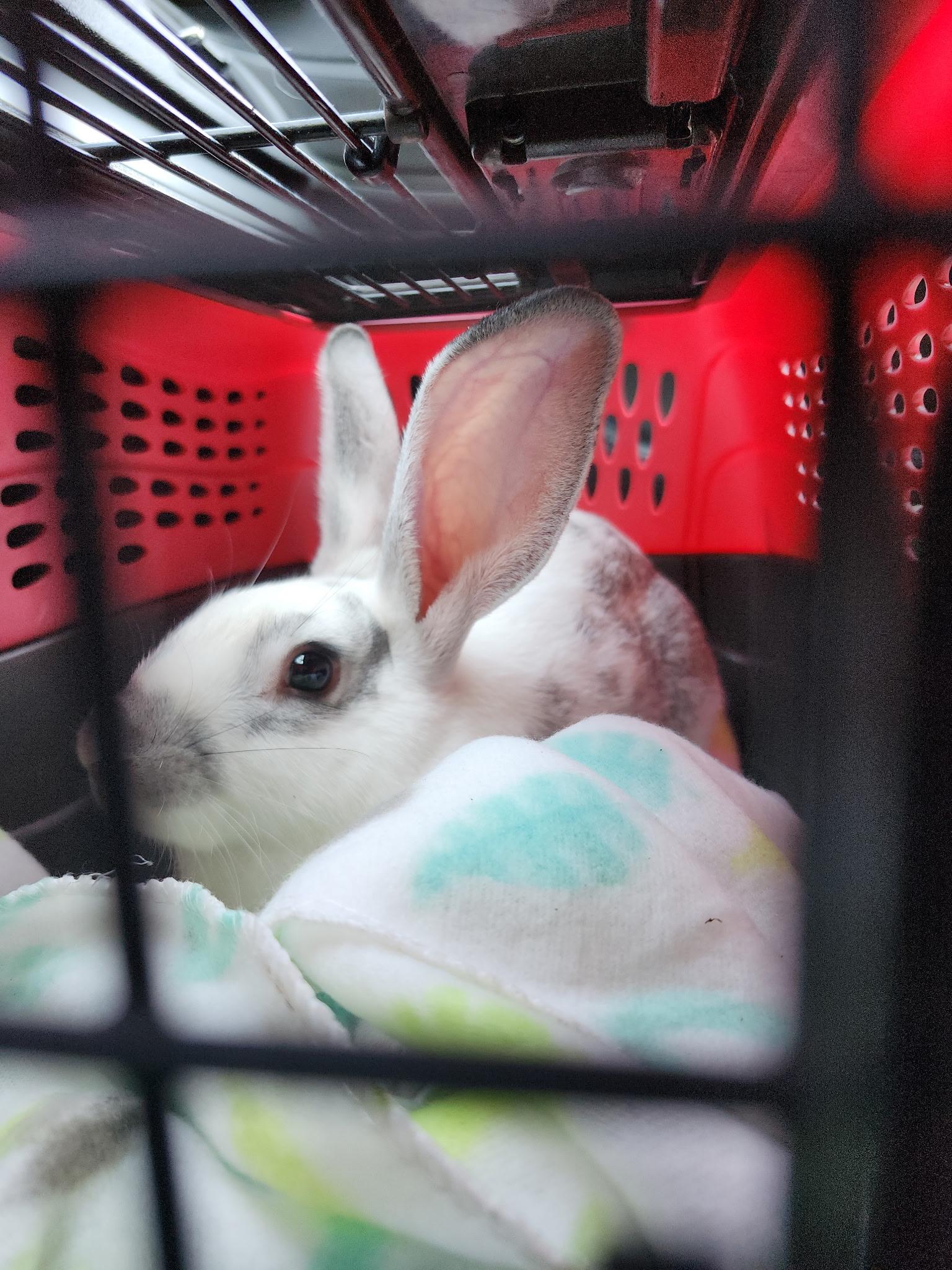 Enlarge Ranger, a Adoptable mixed breed in Wantage, NJ image 3/4