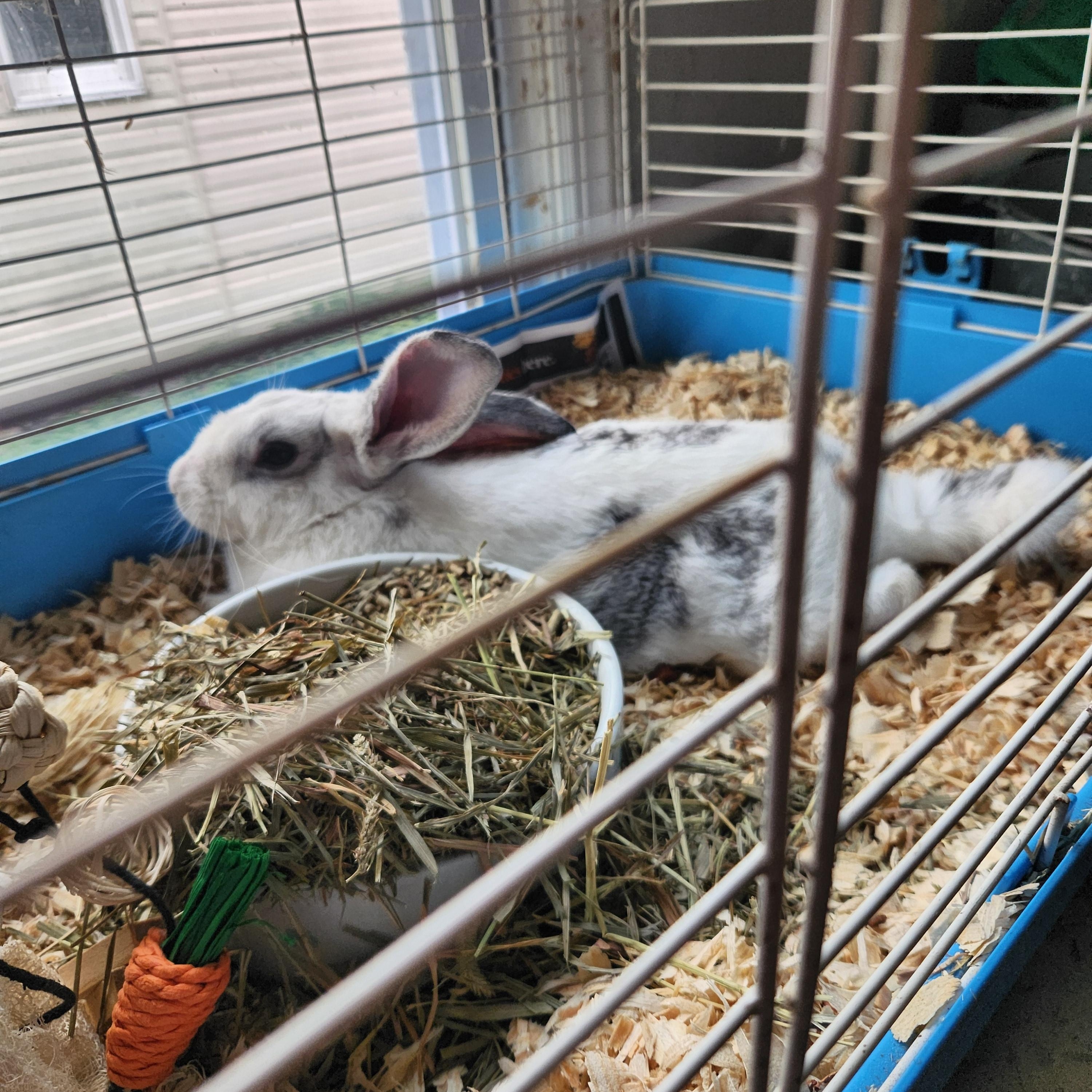 Ranger, Adoptable, Young Male Bunny Rabbit.